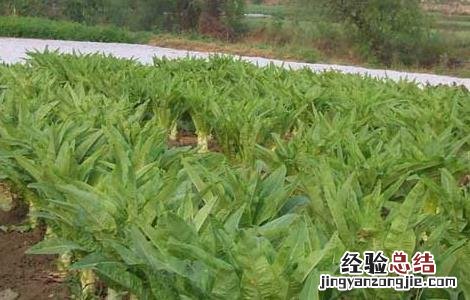 莴笋的产地分布 莴笋的原产地