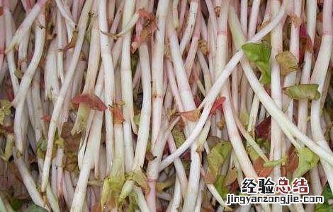 鱼腥草种植方法 鱼腥草种植方法和技术