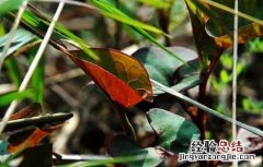 鱼腥草种植方法 鱼腥草种植方法和技术