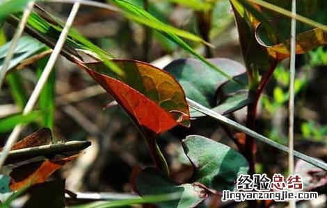 鱼腥草种植方法 鱼腥草种植方法和技术