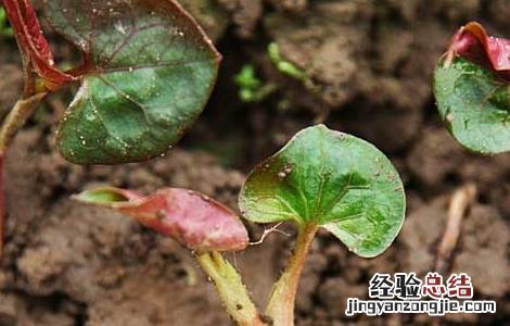 鱼腥草种植方法 鱼腥草种植方法和技术