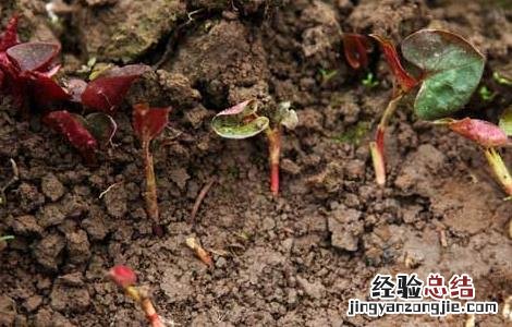 鱼腥草种植方法 鱼腥草种植方法和技术