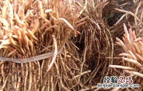 鱼腥草的种植前景 鱼腥草种植前景和利润
