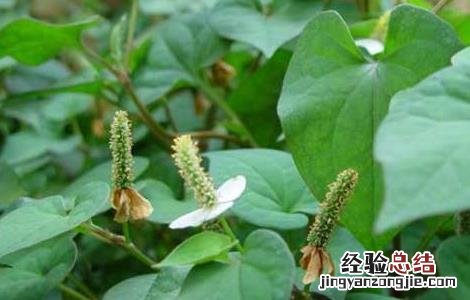 鱼腥草的种植前景 鱼腥草种植前景和利润