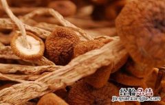 茶树菇的生长条件有哪些 茶树菇的生长条件有哪些呢