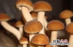 茶树菇的产地分布 茶树菇的产地分布图