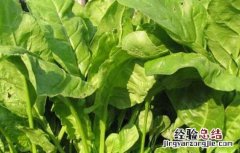 菠菜如何保存方法 菠菜的保存方法