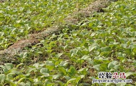 白菜种子品种及播种方法 白菜种子品种及播种方法视频