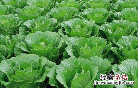 白菜种子品种及播种方法 白菜种子品种及播种方法视频