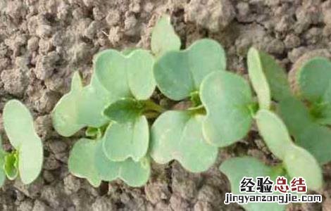 白菜种子品种及播种方法 白菜种子品种及播种方法视频