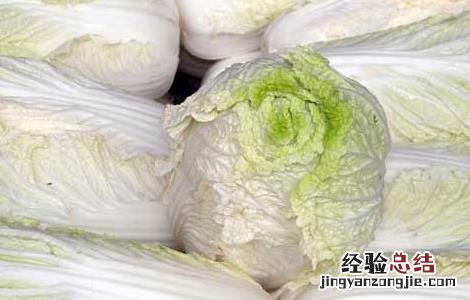 白菜种子品种及播种方法 白菜种子品种及播种方法视频