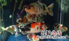 家中养锦鲤的寓意好吗 家中养锦鲤的寓意