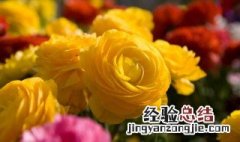 黄玫瑰怎么养花瓶养 黄玫瑰放在花瓶怎么养