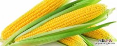 玉米几个叶打除草剂 玉米几个叶打除草剂最好
