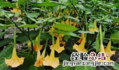 可以致死的植物 农村常见致死植物