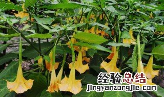 可以致死的植物 农村常见致死植物