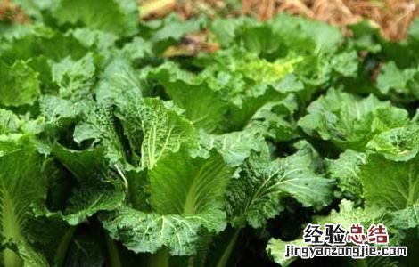 大白菜的产地分布有哪些 大白菜产地在什么地方