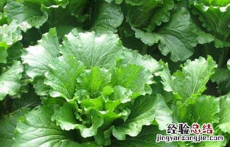 大白菜的产地分布有哪些 大白菜产地在什么地方