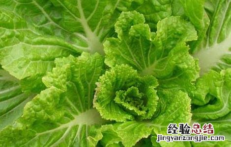 大白菜的产地分布有哪些 大白菜产地在什么地方