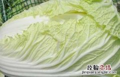 大白菜的产地分布有哪些 大白菜产地在什么地方
