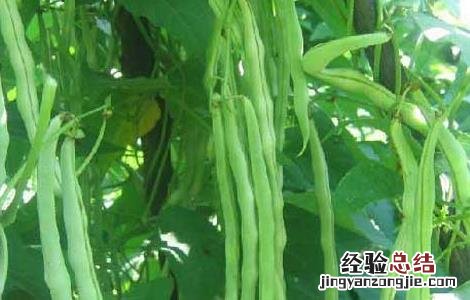 阳台种植四季豆的方法图解 阳台种植四季豆的方法