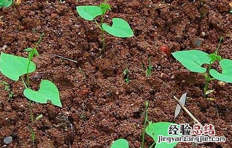 阳台种植四季豆的方法图解 阳台种植四季豆的方法