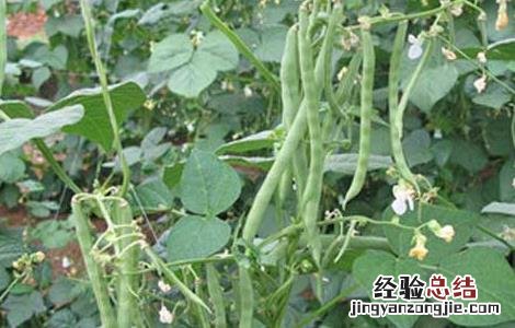 阳台种植四季豆的方法图解 阳台种植四季豆的方法
