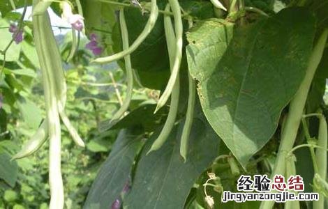 阳台种植四季豆的方法图解 阳台种植四季豆的方法