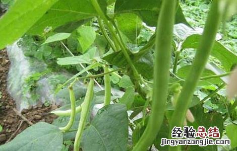 阳台种植四季豆的方法图解 阳台种植四季豆的方法