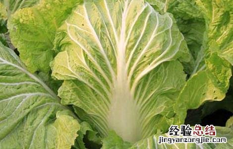 大白菜种植技术 大白菜种植技术和种植时间