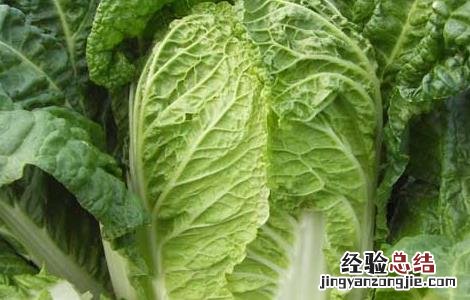 大白菜种植技术 大白菜种植技术和种植时间