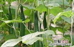 阳台黄瓜种植技术与管理方法 阳台黄瓜种植技术