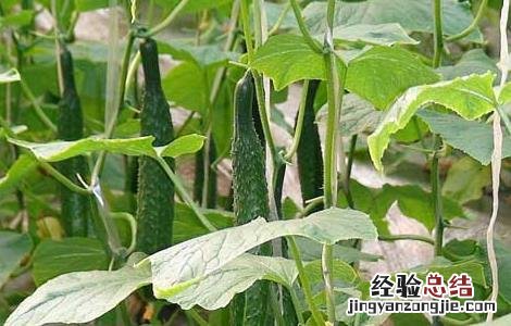 阳台黄瓜种植技术与管理方法 阳台黄瓜种植技术