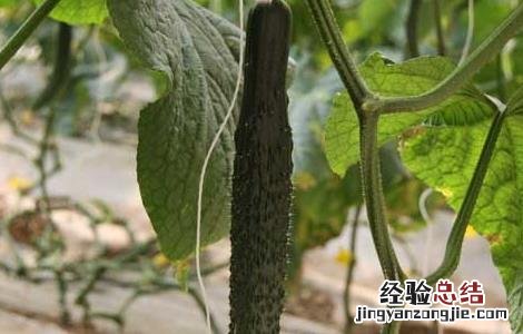 阳台黄瓜种植技术与管理方法 阳台黄瓜种植技术