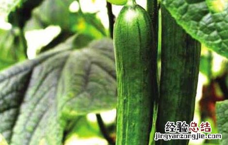 阳台黄瓜种植技术与管理方法 阳台黄瓜种植技术