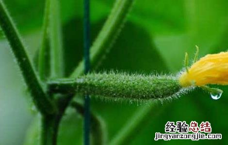 阳台黄瓜种植技术与管理方法 阳台黄瓜种植技术