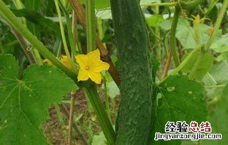 阳台黄瓜种植技术与管理方法 阳台黄瓜种植技术