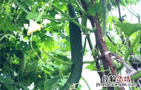 阳台黄瓜种植技术与管理方法 阳台黄瓜种植技术