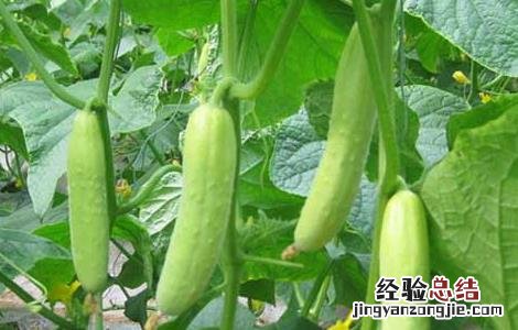 阳台黄瓜种植技术与管理方法 阳台黄瓜种植技术