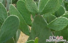 食用仙人掌的栽培技术 食用仙人掌栽培技术
