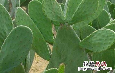 食用仙人掌的栽培技术 食用仙人掌栽培技术