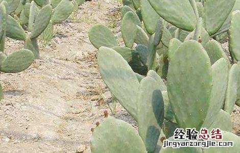 食用仙人掌的栽培技术 食用仙人掌栽培技术
