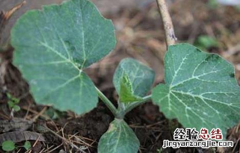 南瓜的种植时间与育苗方法 南瓜的种植时间