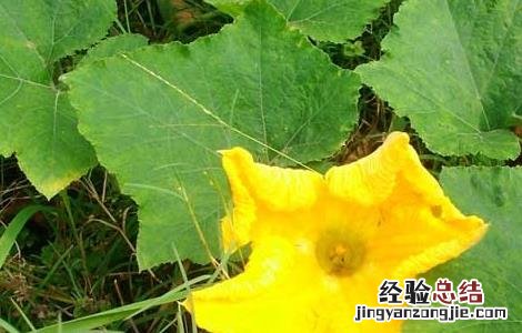 南瓜的种植时间与育苗方法 南瓜的种植时间