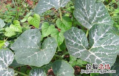 南瓜的种植时间与育苗方法 南瓜的种植时间