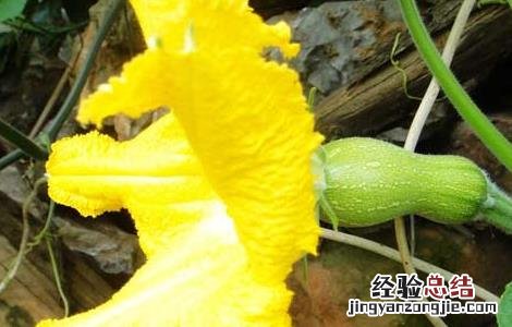 南瓜的种植时间与育苗方法 南瓜的种植时间