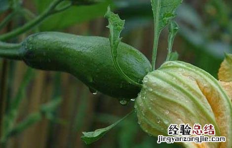 南瓜种子怎么种 我的世界里南瓜种子怎么种