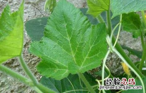 南瓜种子怎么种 我的世界里南瓜种子怎么种