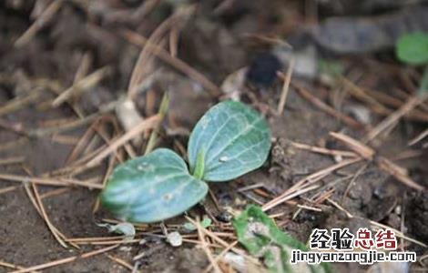 南瓜种子怎么种 我的世界里南瓜种子怎么种