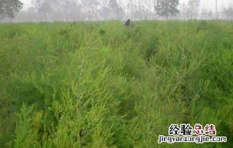 芦笋的种植时间和技术 芦笋的种植时间